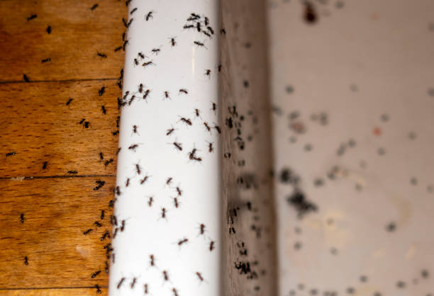 Wasp Removal Services in Donalsonville, GA