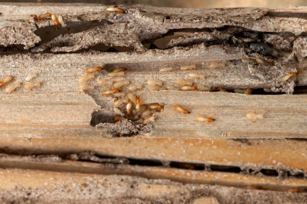 Best Commercial Pest Control Services  in Donalsonville, GA