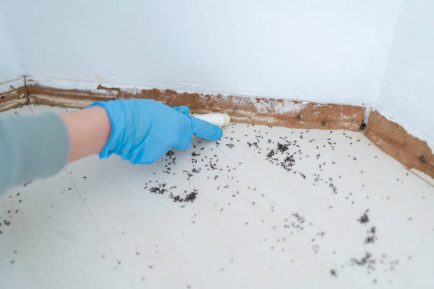 Best Rat Extermination Near Me  in Donalsonville, GA